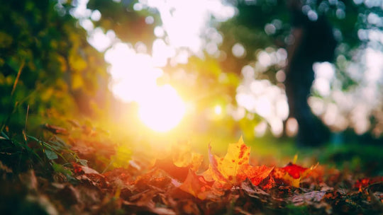 Natural Skincare Guide for the Seasonal Shift: Summer to Fall