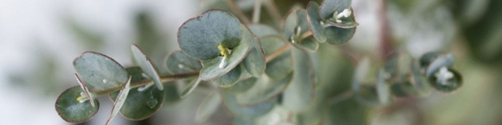 eucalyptus