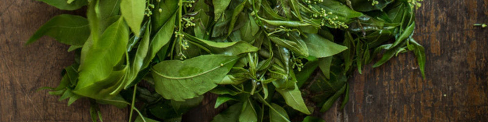 neem plant